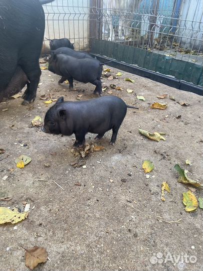 Мини micro пиги