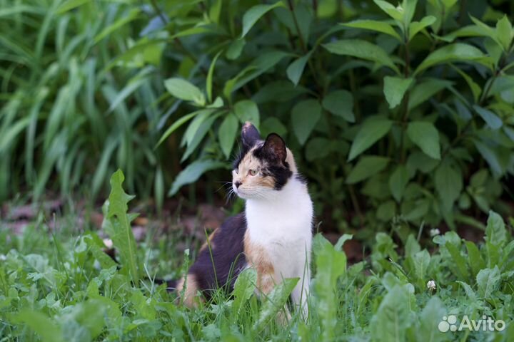 Трёхцветное счастье (кошка)