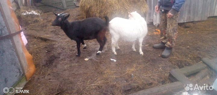 Годовалые, козочки покрыты