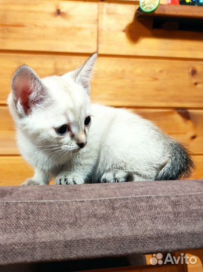 Тайские котята, девочки