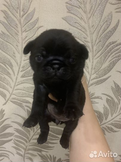 Щенки мопса