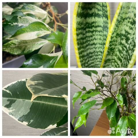 Фикусы,сансевиерия,аглаонема