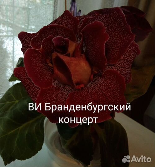 Глоксиния детки, клубни