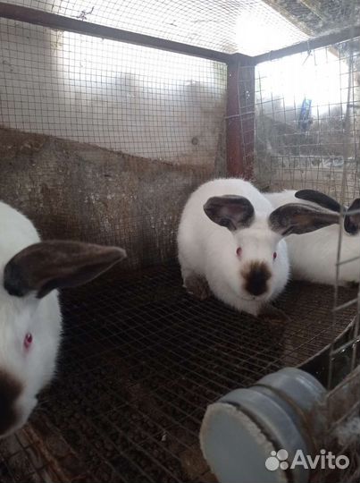 Калифорнийские кролики