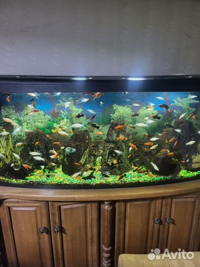 Аквариумные рыбки