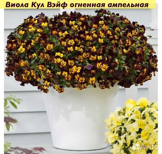Виола ампельная гибридная Кул Вэйв