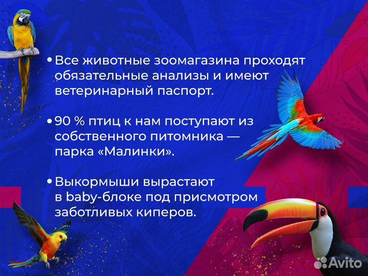 Корелла Безщекая