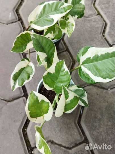 Монстера, Эпипремнум