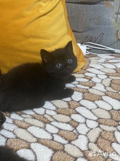 Кошка Британская и котята полубританцы