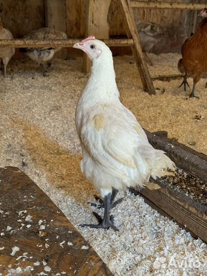 Петухи Лакенфельдер