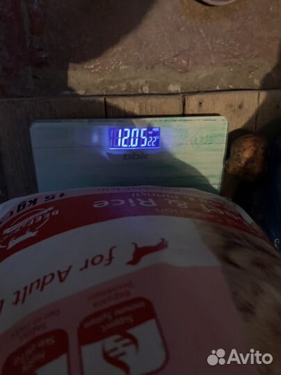 Сухой корм для собак