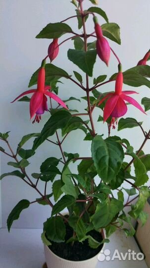 Отводки фуксии