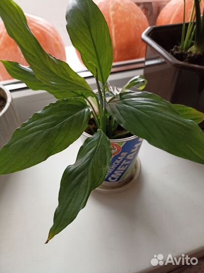 Спатифиллум