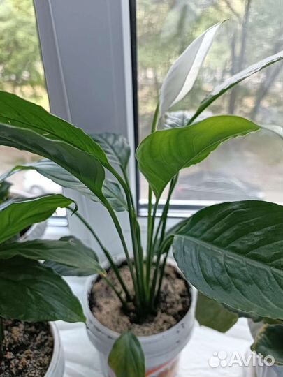 Спатифиллум