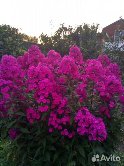 Хосты и флоксы разных сортов