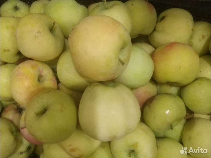 Яблоки домашние