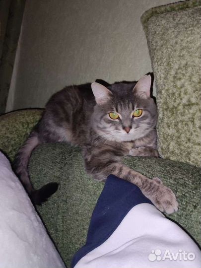 Котик в добрые руки