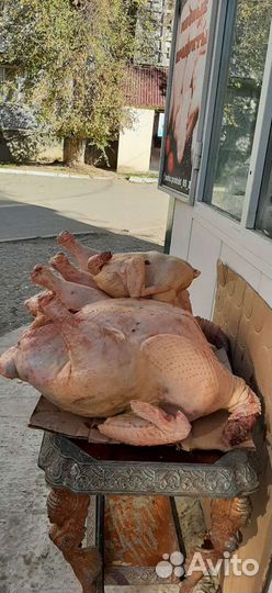 Индюки домашние