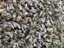 Пчелопакеты 2024. Рамки с расплодом