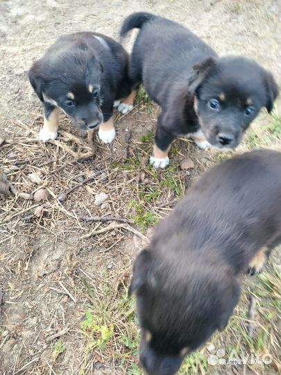 Собака в добрые руки отдам бесплатно