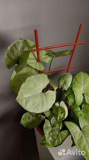 Сингониум Панда White form