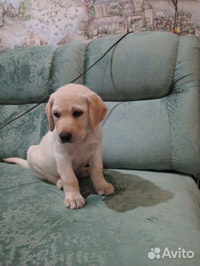 Щенки лабрадора в добрые руки