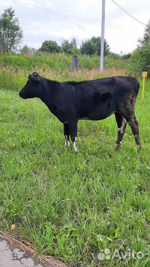 Телочка 8 мес