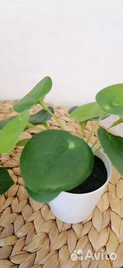 Искусственные цветы IKEA фейка