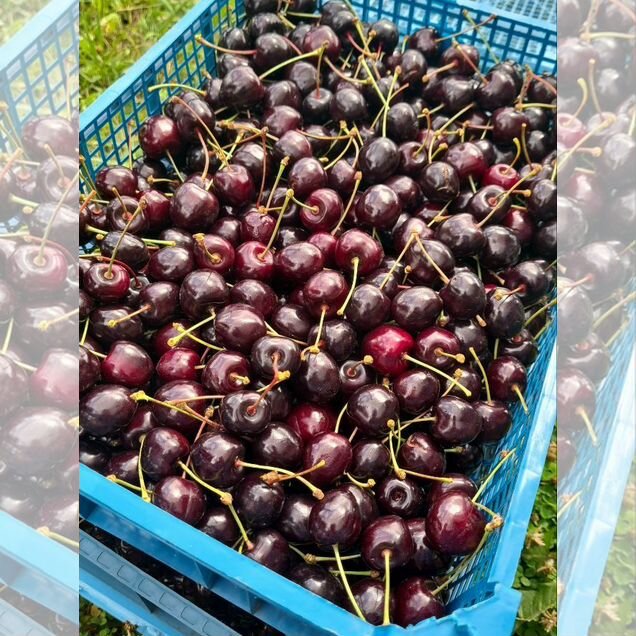 Сладкая крупная черешня