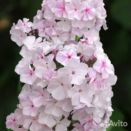 Флокс Зефир