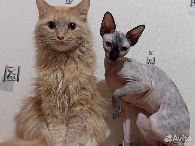 Канадский сфинкс взрослая девочка