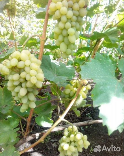 Саженцы и черенки винограда