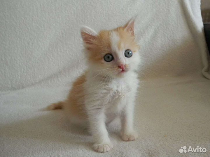 Рыжий котенок в добрые руки бесплатно