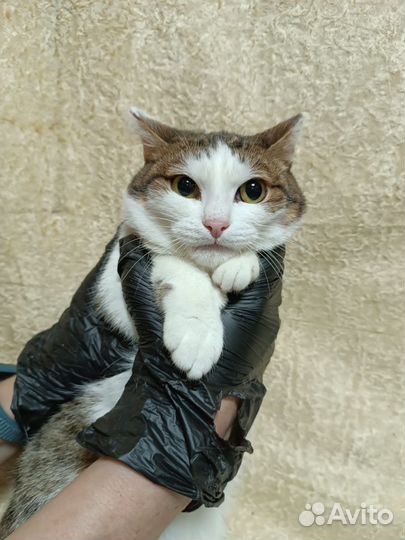 Кошечка в добрые руки