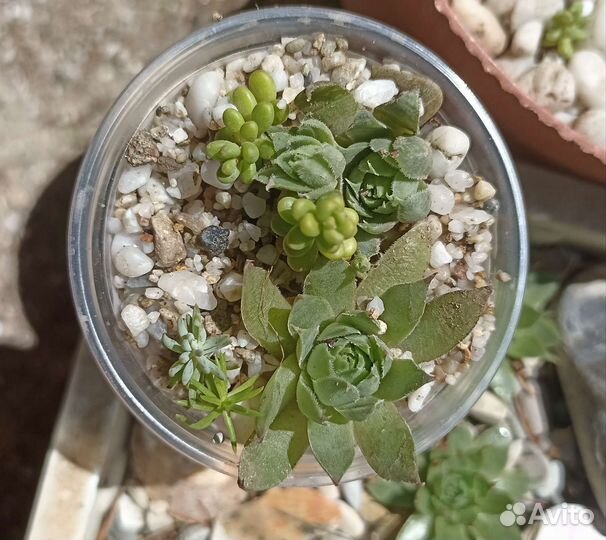 Флорариум суккуленты