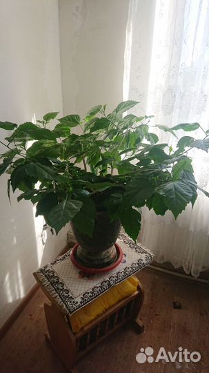 Комнатная китайская роза