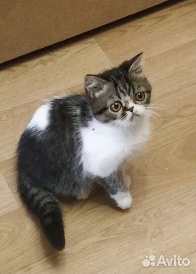 Кошки