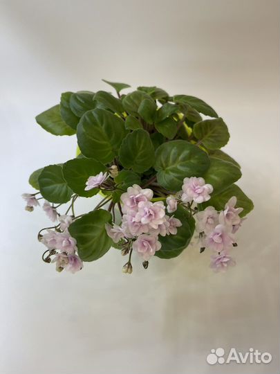 Фиалки трейлеры