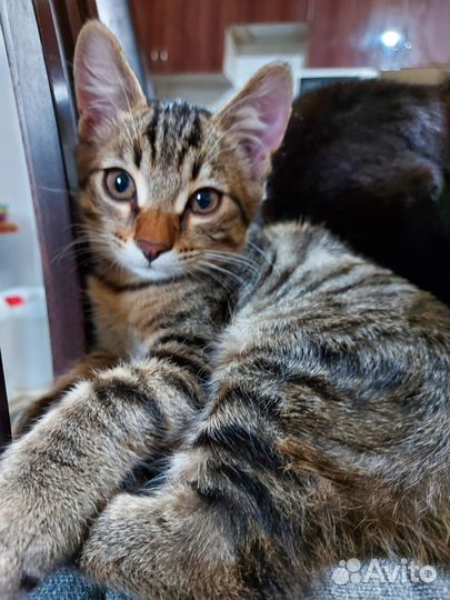 Котик ищет любящую семью