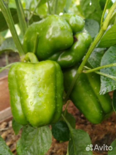 Семена овощей