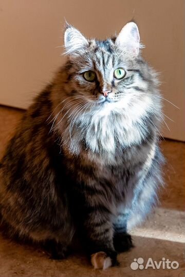 Кошечка в добрые руки