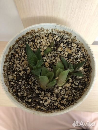 Суккуленты