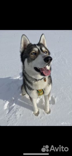 Щенки хаски