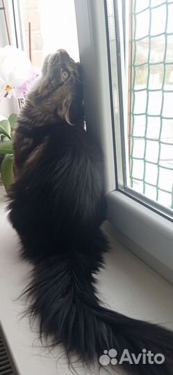 Мейн-кун вязка