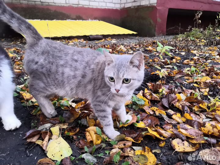 Кошка в дар