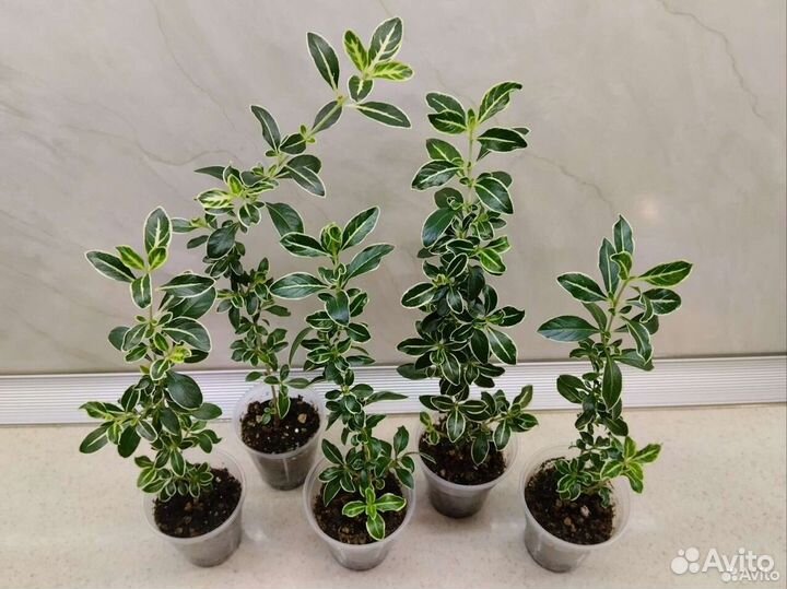 Разные растения, цветущие, суккуленты