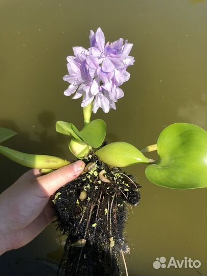 Гиацинт (эйхорния ) для пруда