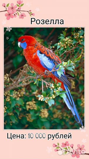 Попугай крупных пород