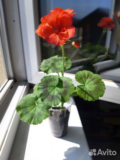 Пеларгония герань