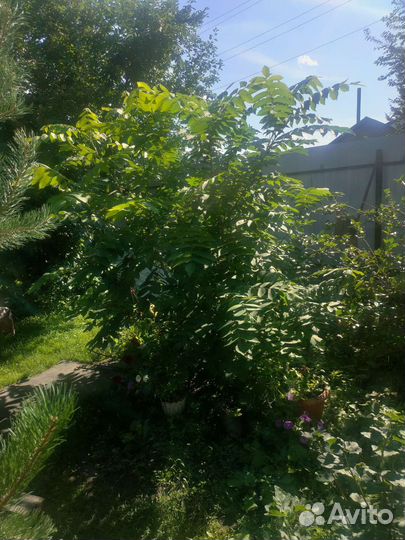 Саженцы манчжурского ореха